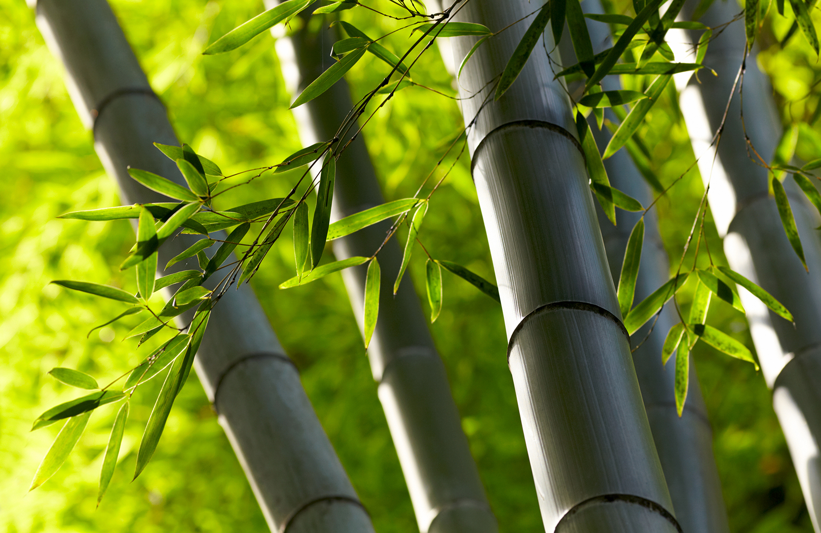 The Magic of Bamboo and Cotton